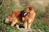 DOGUE DU TIBET 602